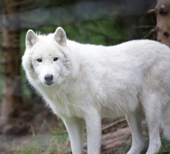 Wolf313C2035